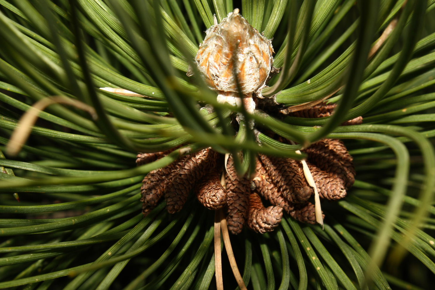 Pinus nigra